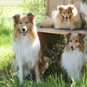 drei Shelties auf einer Bank und ein Collie